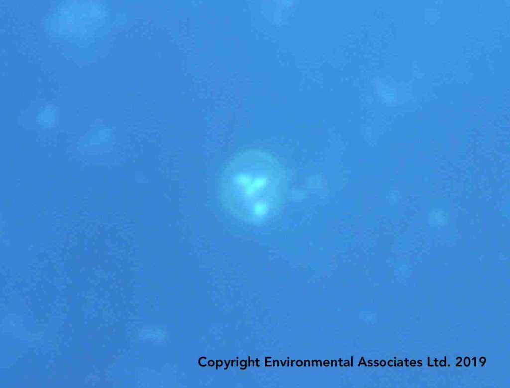 Environmental Associates Ltd. Cryptosporidium Analysis EPA LT2